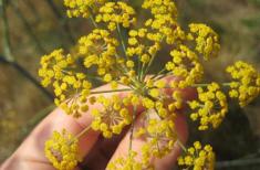 Houston Health Foods Betsy's Health Foods helps you meet your Spring Health goals